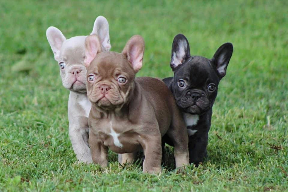Bulldog Puppies. Bulldog Puppies
