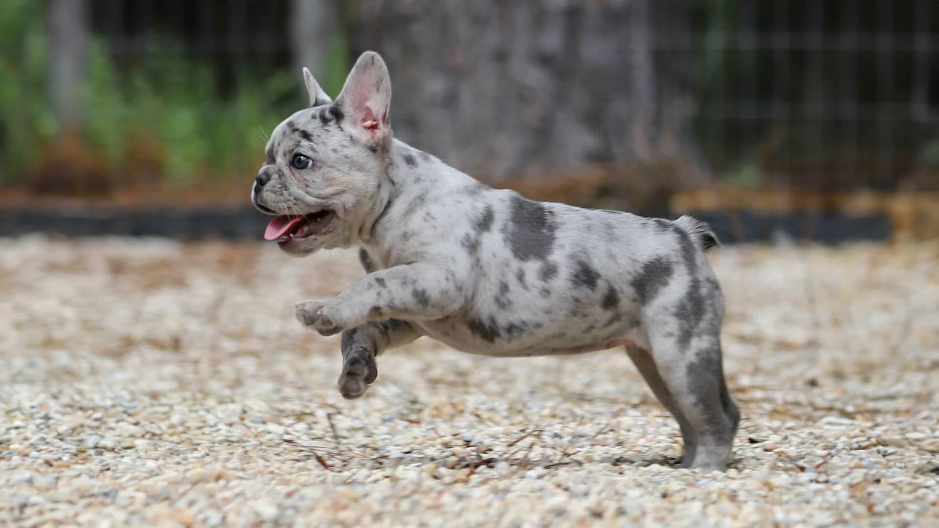 Bulldog Puppies. Bulldog Puppies