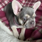 French bulldogs for sale