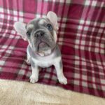 French bulldogs for sale