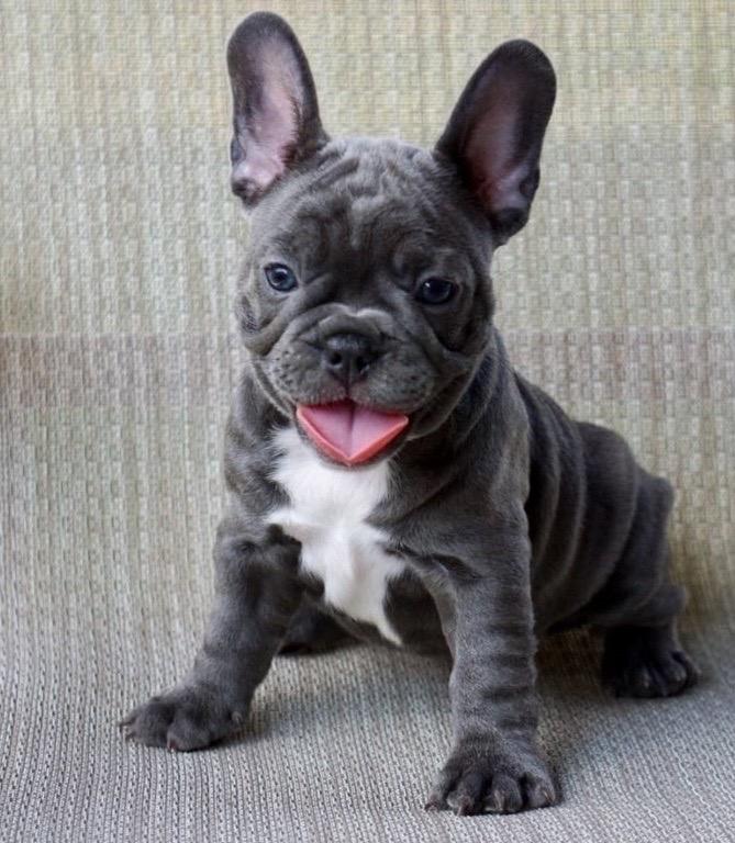 frenchies for sale frenchies for sale
