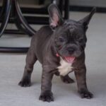 French bulldog puppy for sale near me