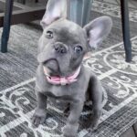 frenchie puppies for sale near me
