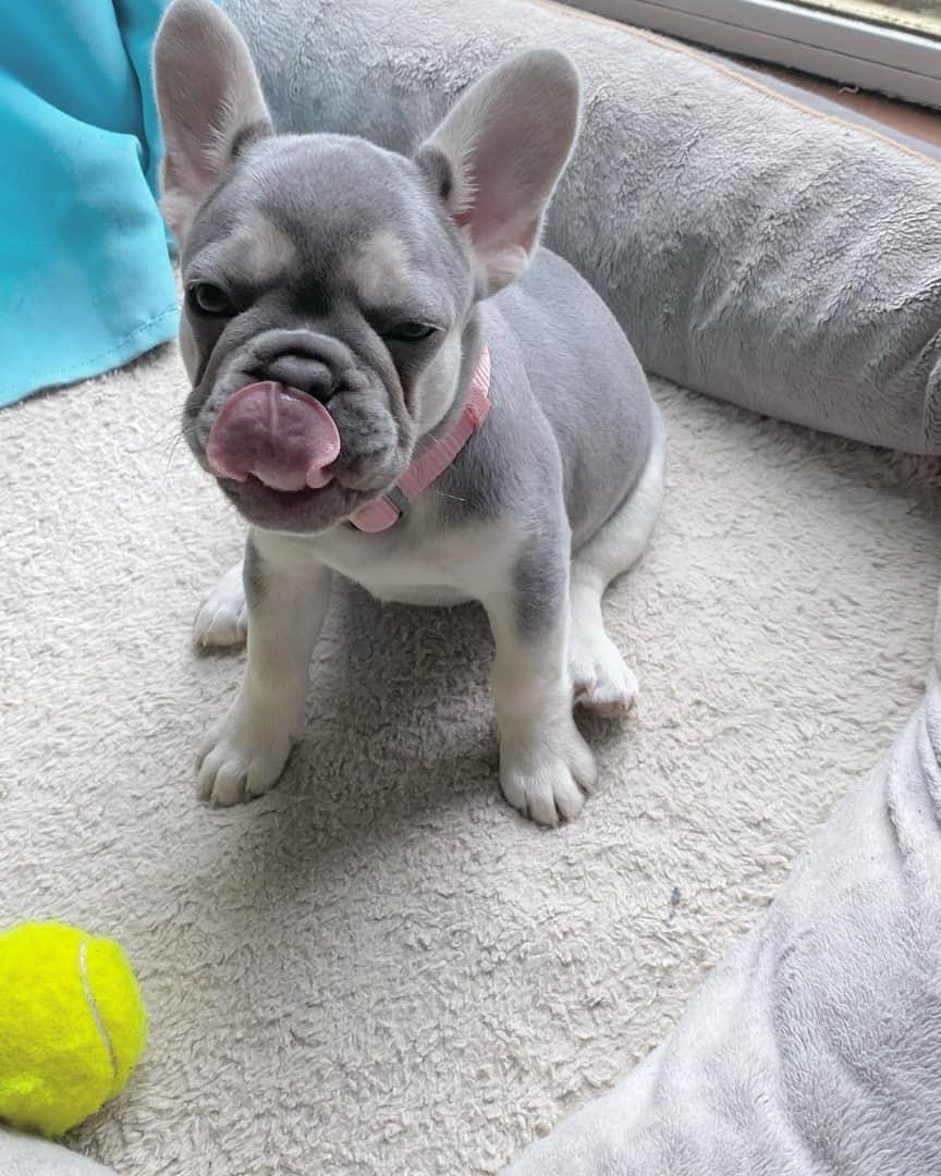 French bulldogs for sale Bruno