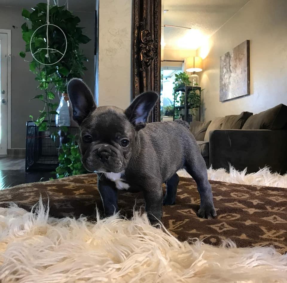 frenchies for sale French bulldog breeders near me