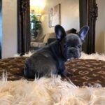 WhatsApp Image 2025-03-27 at 1.34.21 PM (1) French bulldog breeders near me