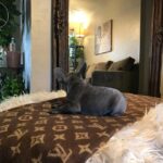 WhatsApp Image 2025-03-27 at 1.34.21 PM French bulldog breeders near me