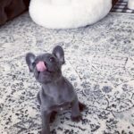 frenchie puppies for sale near me