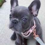 frenchie puppies for sale near me